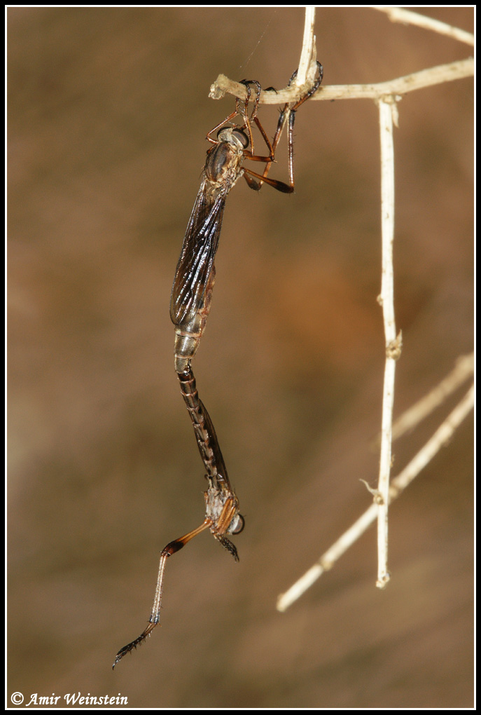 Diptera d''Israele  Asilidae  flies for ID